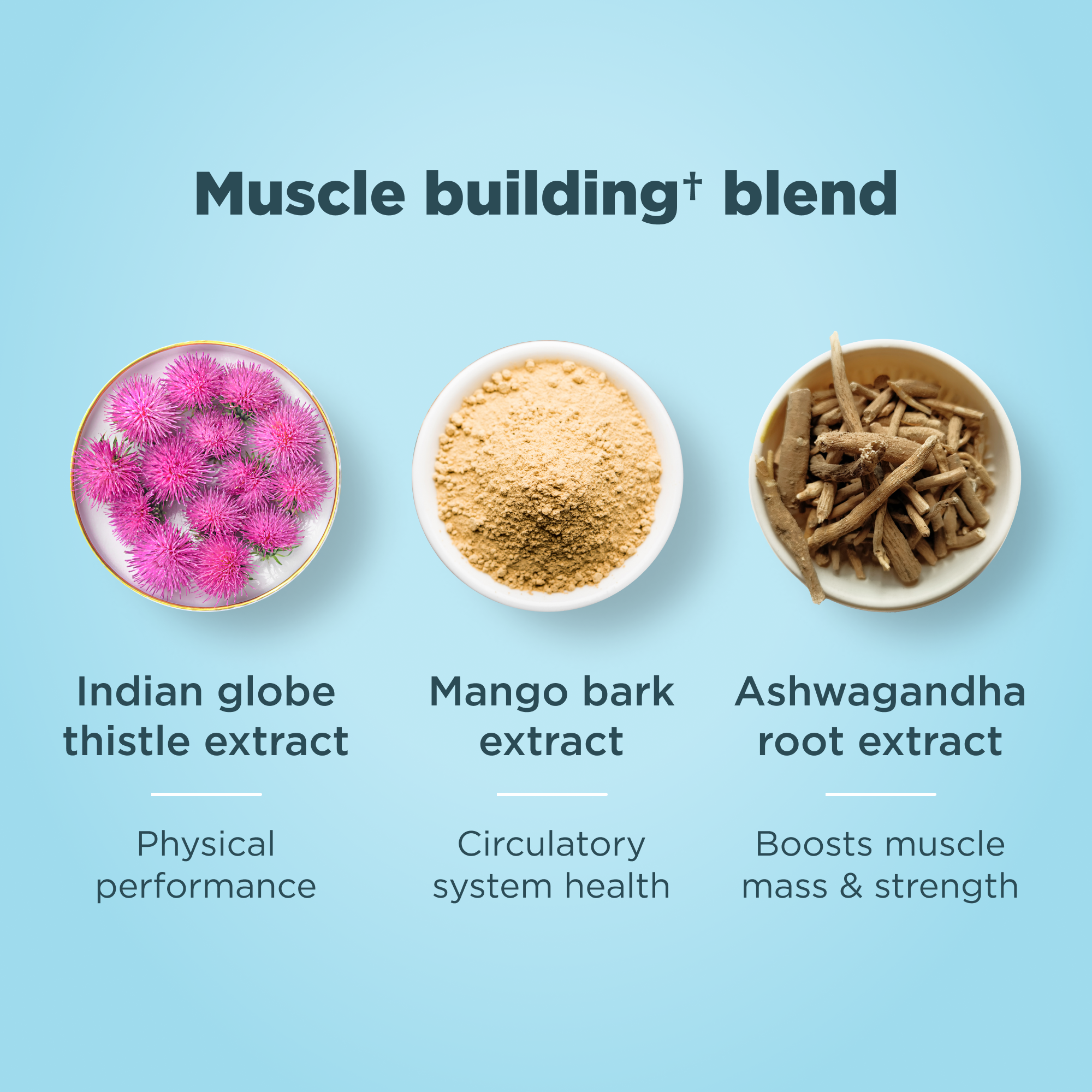muscle buildingâ  blend