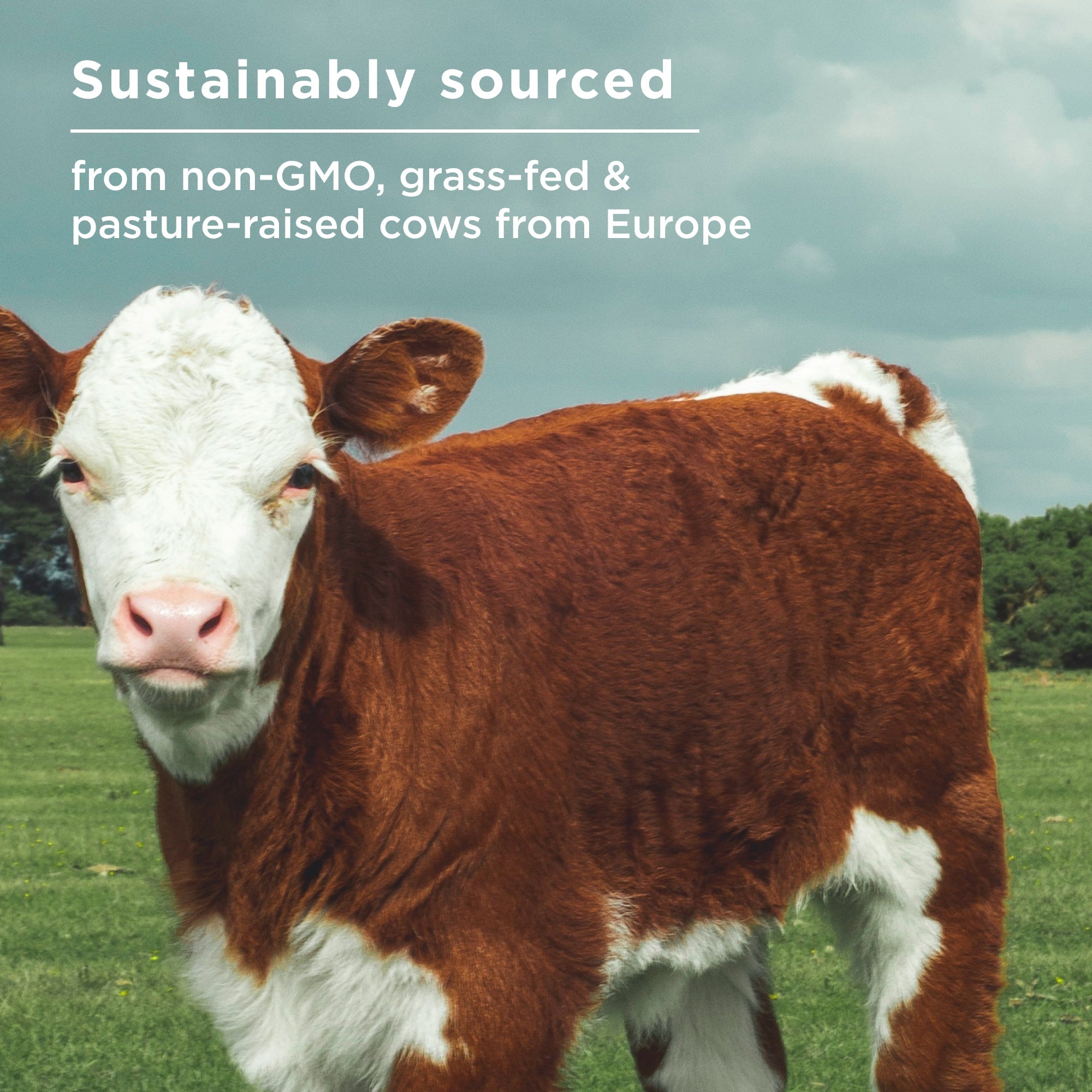 Sustainably sourced from non-GMO, grass-fed and pasture-raised cows from Eurpoe
